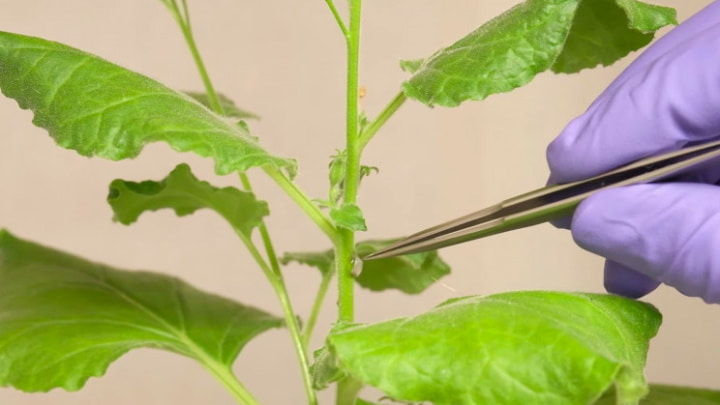 Conheça o novo dispositivo que comunica com as plantas!