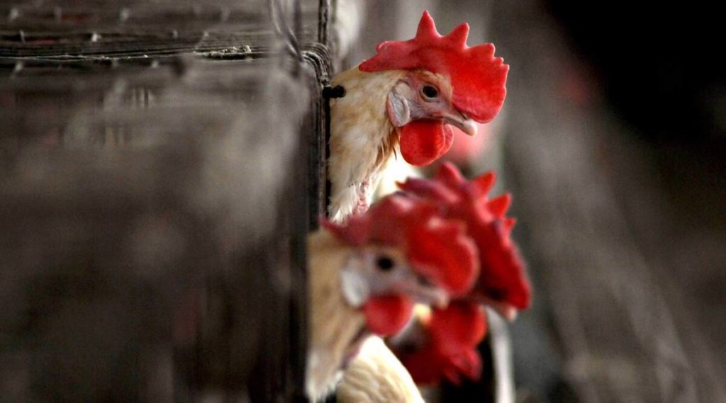 Detetado o primeiro caso de gripe aviária H10N3 em humanos
