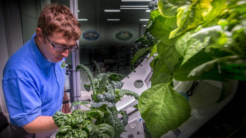 Rússia vai cultivar vegetais numa estufa espacial