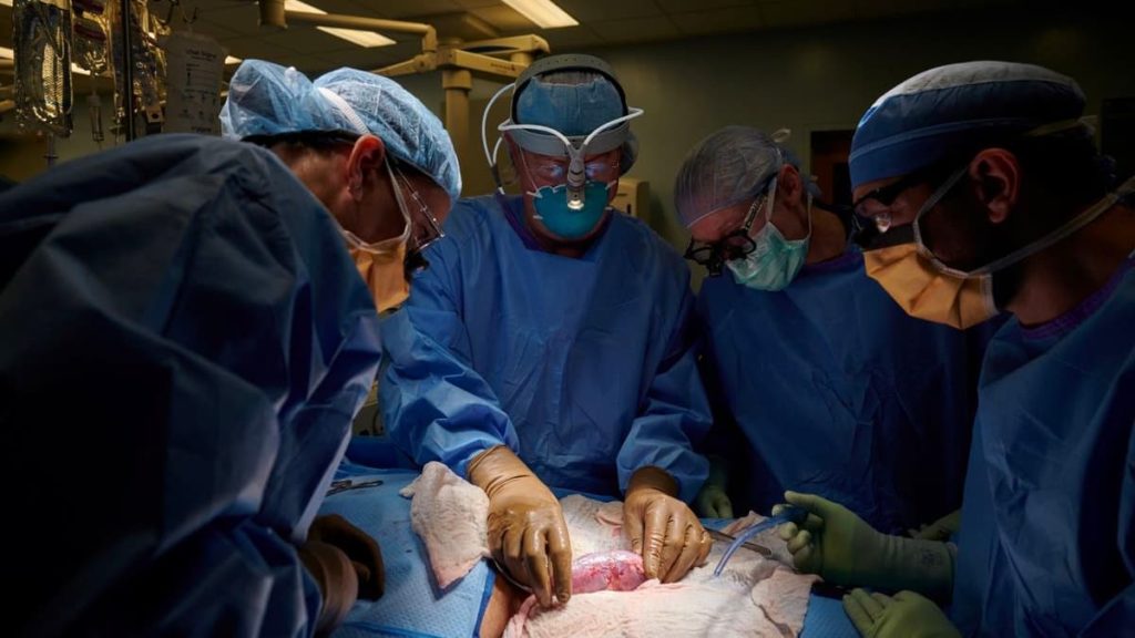 Transplante histórico de rim de porco geneticamente modificado para humano