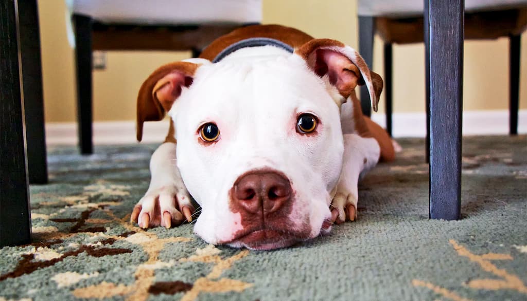 Cães stressados ou com medo? A culpa pode ser do microondas