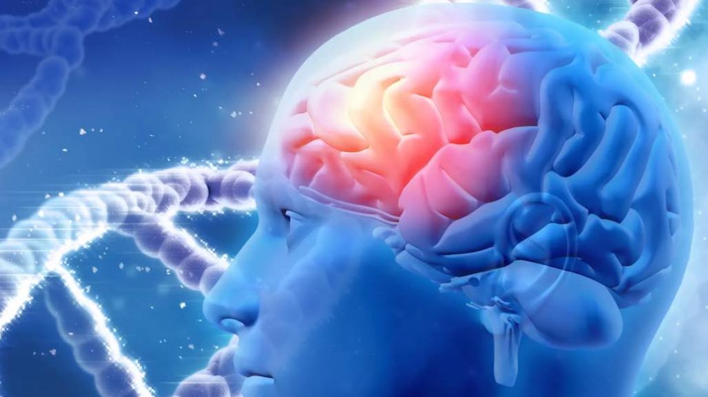 Digital Brain: Plataforma onde pode ver milhares de cérebros digitalizados