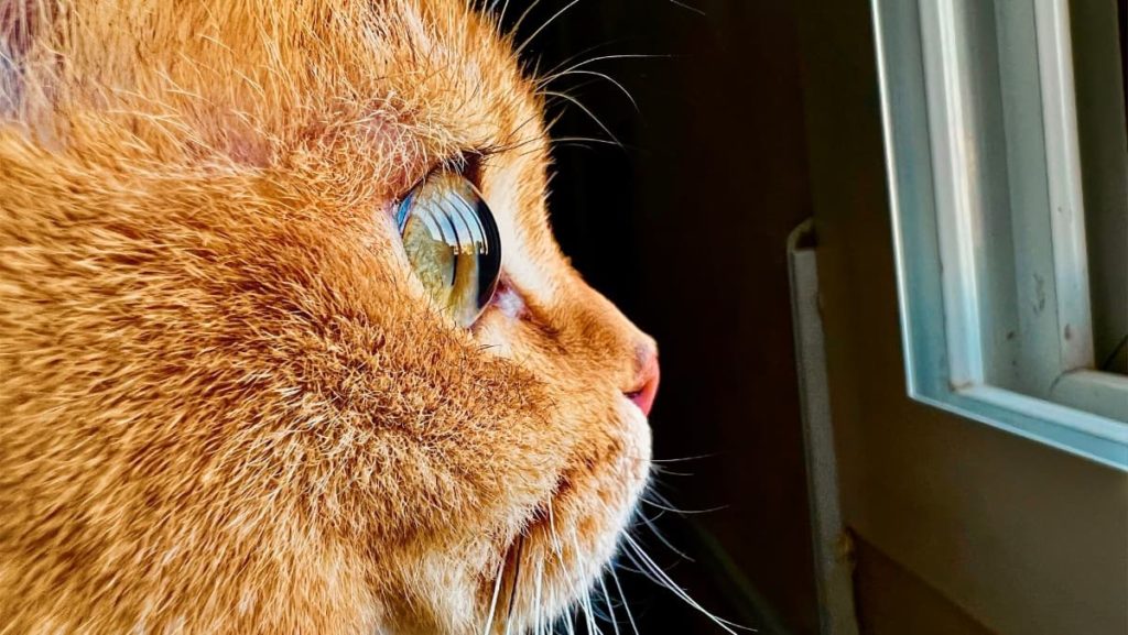 Apple desafia os utilizadores para concurso de Fotografia macro “tirada no iPhone”