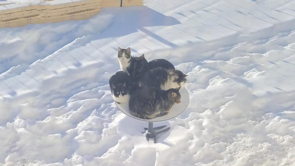 Elon Musk tem um problema! Os gatos gostam das antenas da Starlink