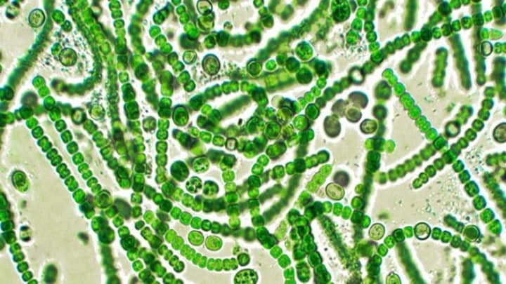 Cientistas poderão ter descoberto uma forma de os humanos respirarem no espaço