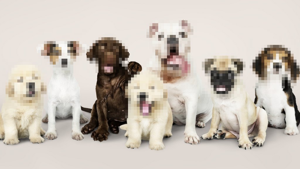 Porque é que a Google desfoca a cara de animais no Street View?