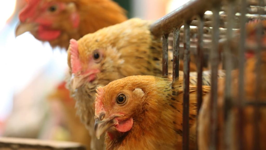 Gripe das aves: OMS confirma que foi detetado um caso de infeção humana
