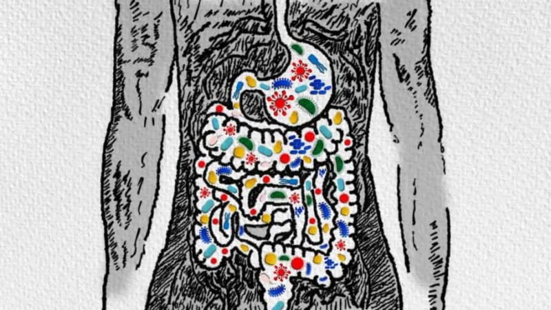 Nova bactéria poderá proteger o ser humano dos efeitos secundários dos antibióticos
