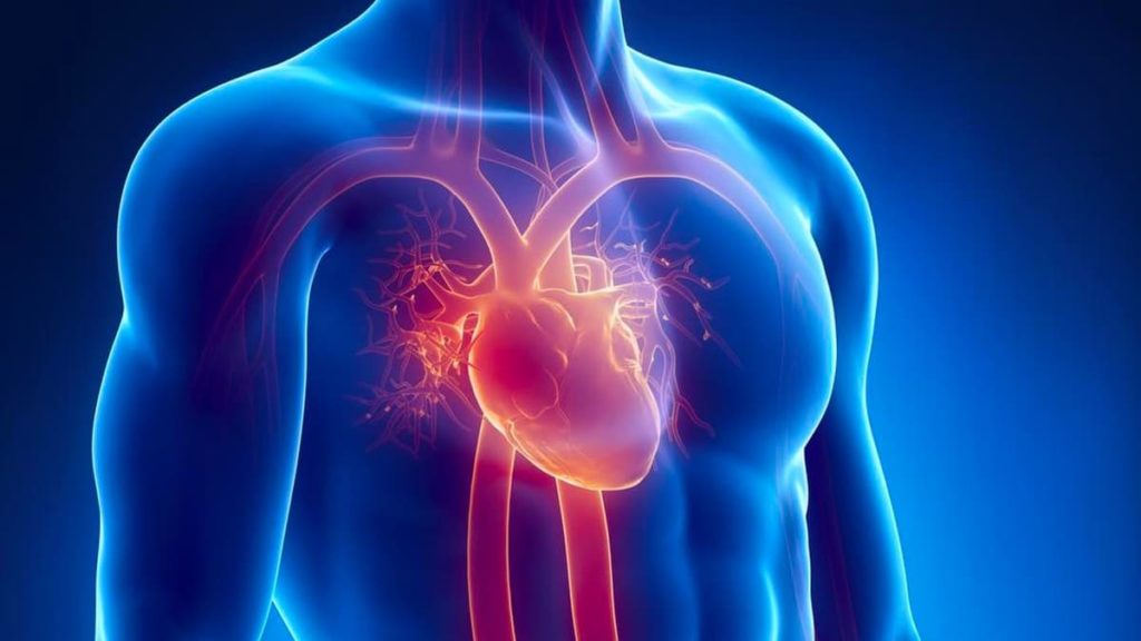 Cientistas criam coração robótico que bate e bombeia sangue como um verdadeiro