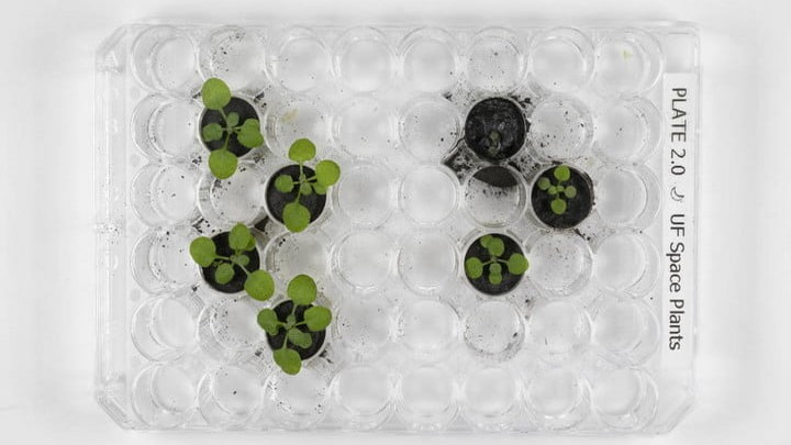 Cientistas cultivaram plantas em solo lunar, pela primeira vez