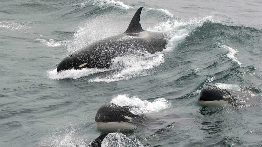 Orcas afundaram veleiro ao largo de Sines! 5 pessoas resgatadas