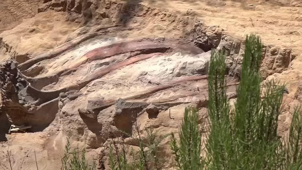 Maior esqueleto de dinossauro da Europa encontrado em Pombal