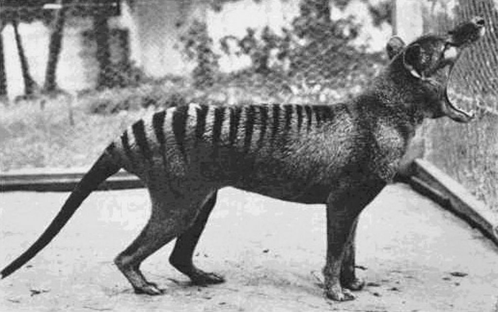 O extinto Tigre da Tasmânia poderá “renascer” graças à ciência e tecnologia
