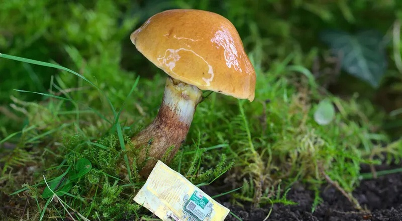 Pele de cogumelo pode ser usada para criar chips eletrónicos biodegradáveis