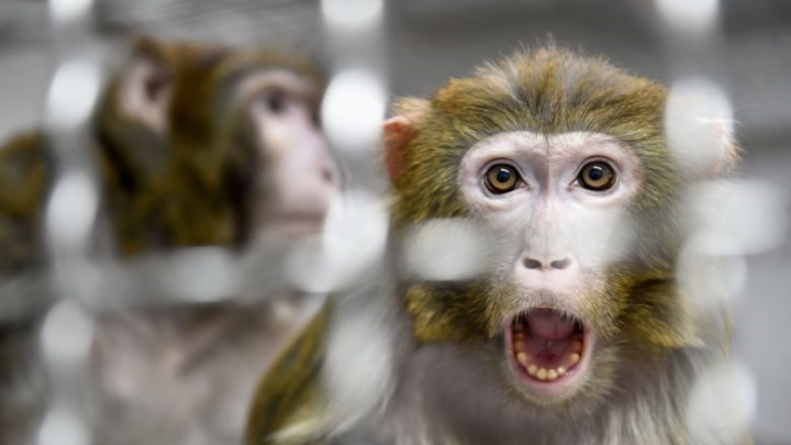 Neuralink está mais uma vez sob investigação por alegados danos graves em animais