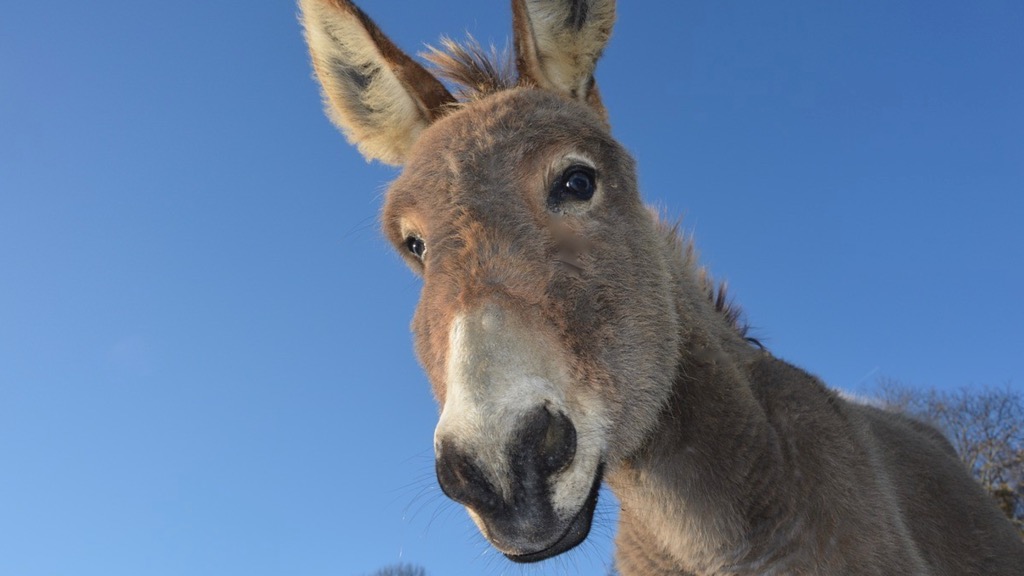 Portugal: Burros com GPS vão ajudar a prevenir incêndios