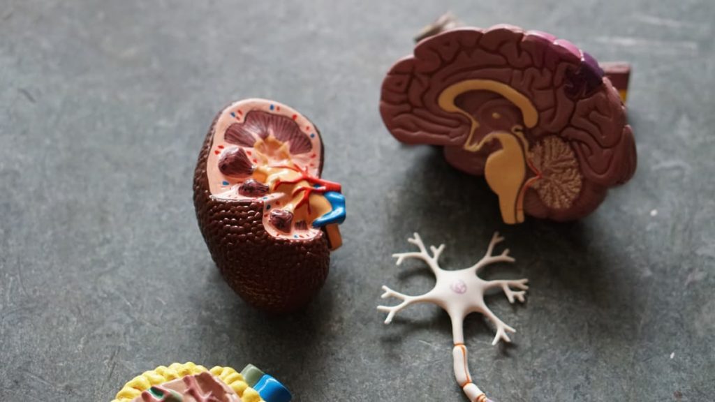 Estudo sugere que infeções virais graves aumentam o risco de doenças como Alzheimer