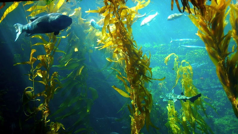 Microsoft vai usar algas marinhas para reduzir a emissão de carbono até 2030