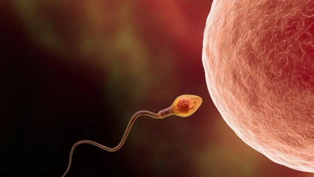 Cientistas conseguiram criar óvulos a partir de células masculinas