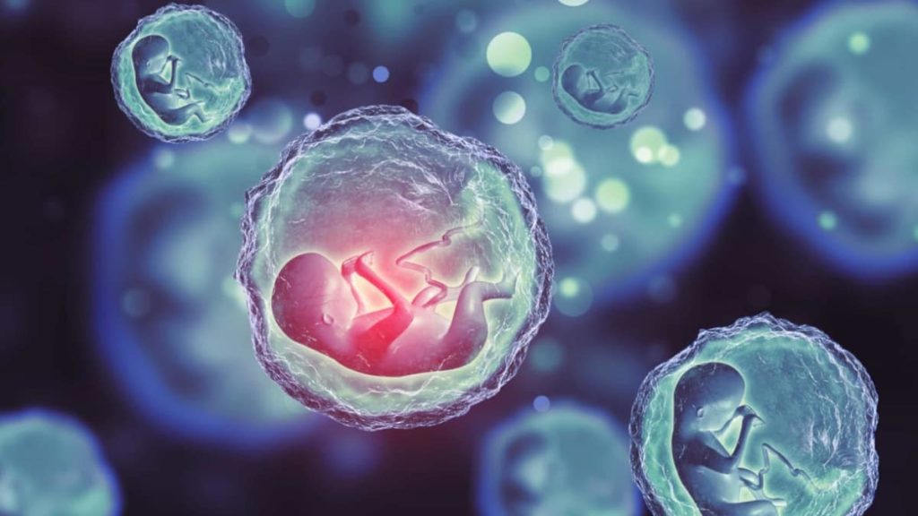 Cientistas criaram embriões humanos sintéticos através de células estaminais