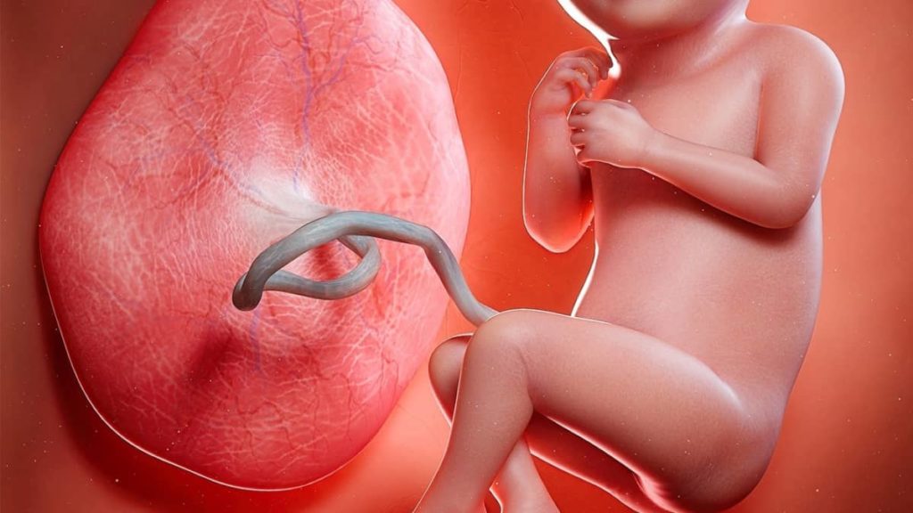 Placenta artificial pode ser a solução para bebés muito prematuros