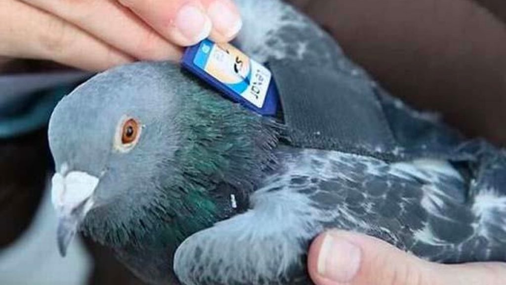 Pode não acreditar, mas um pombo é mais rápido do que a fibra a transferir dados