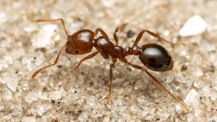 Formiga-de-fogo chega à Europa! Especialistas querem exterminá-la “custe o que custar”
