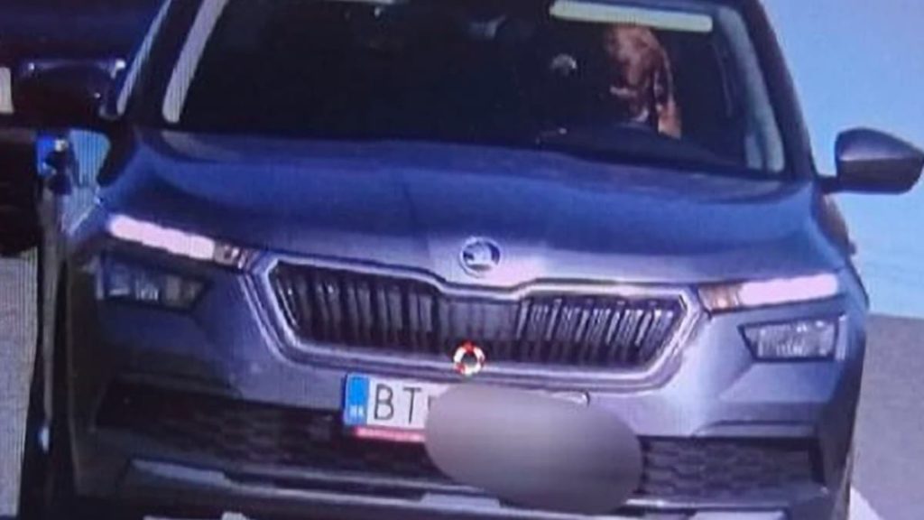 Cão fotografado ao volante de um carro em alta velocidade. Que se passa com os radares?