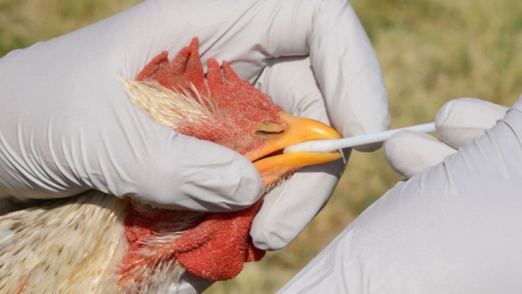 Cientistas conseguiram criar galinhas capazes de resistir à gripe das aves