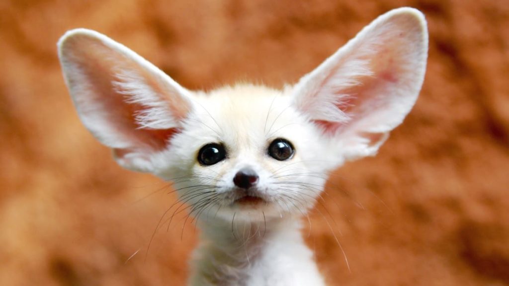 Alterações climáticas estão a mudar o cérebro dos animais