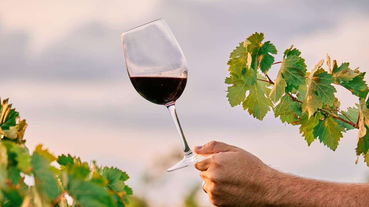 IA chega às vinhas! Eis como a tecnologia está a ajudar na produção