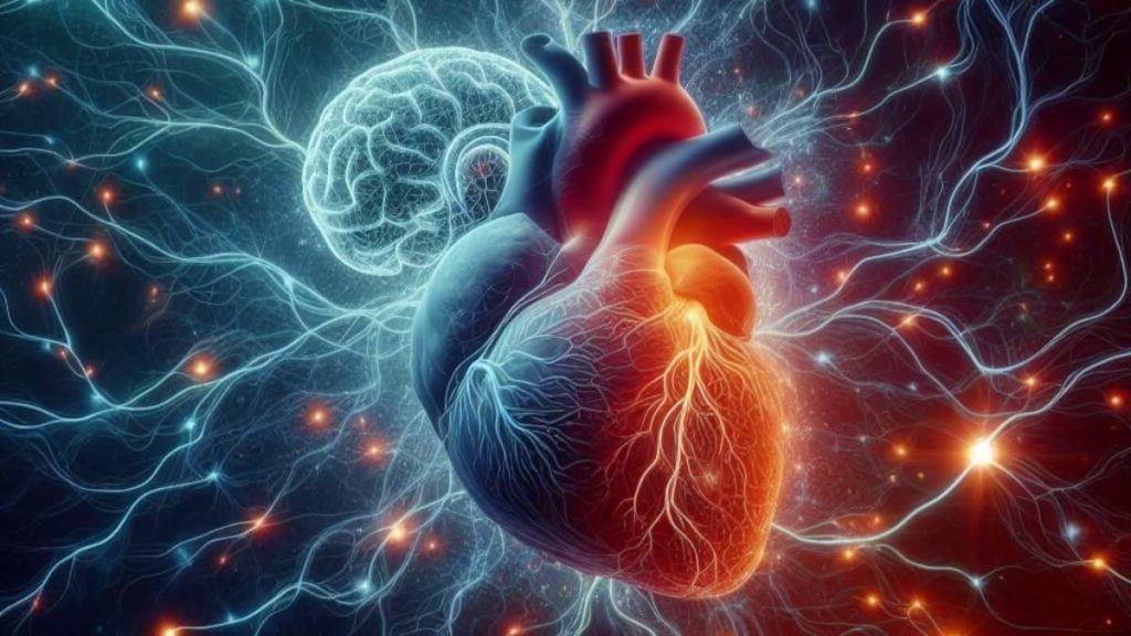 Cientistas descobriram uma “ligação extraordinária” entre o coração e o cérebro