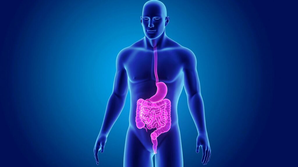 “É uma loucura”: foi encontrada uma nova classe de vida no sistema digestivo humano