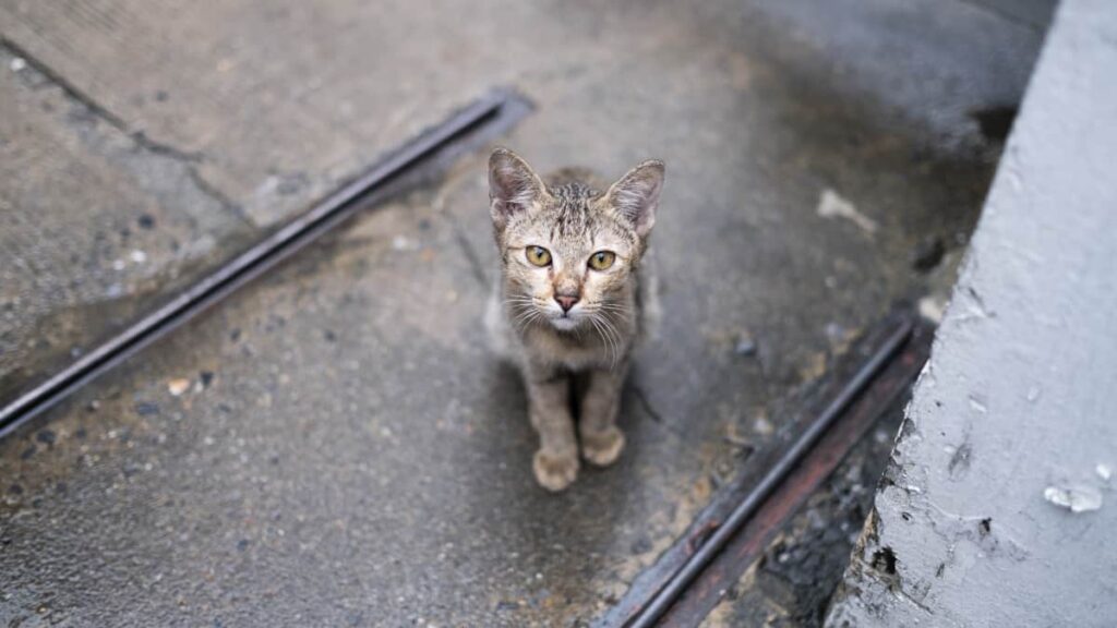 Gato faz soar os alarmes no Japão, após cair num tanque de produtos químicos