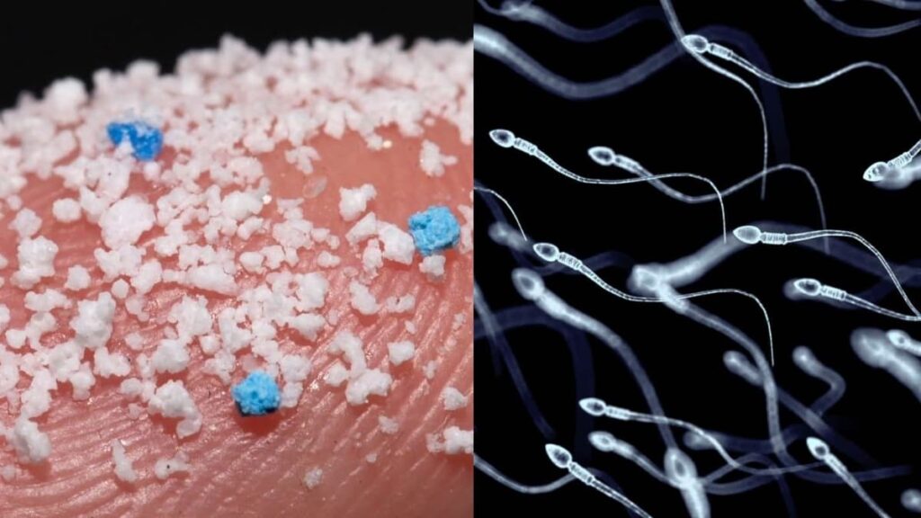 Experiência revela microplásticos nas amostras de sémen humano testadas