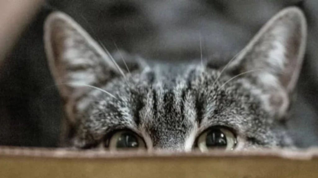 Gato de Schrödinger está vivo e morto ao mesmo tempo