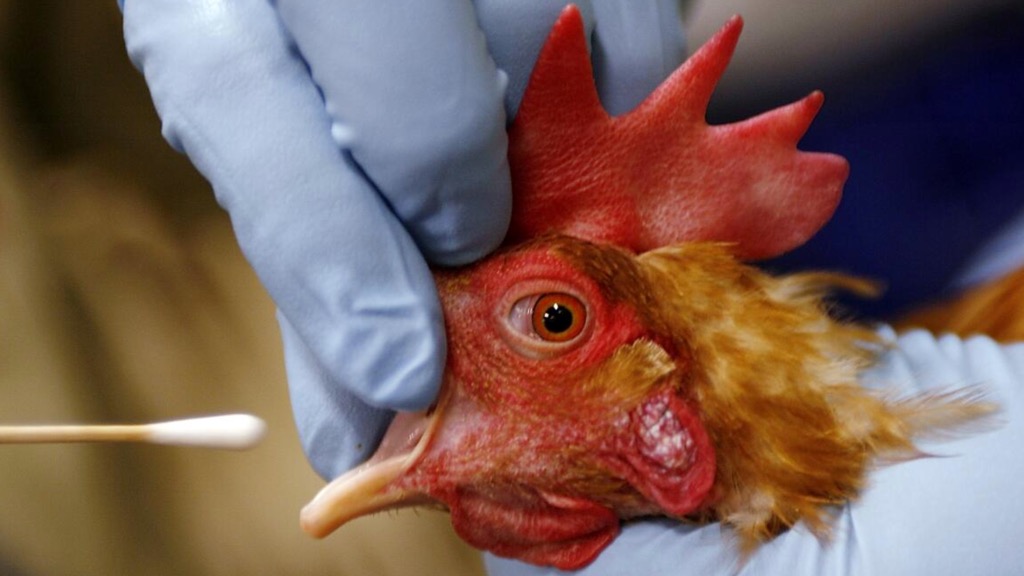 Gripe H5N1 será a nova ameaça depois da COVID-19?
