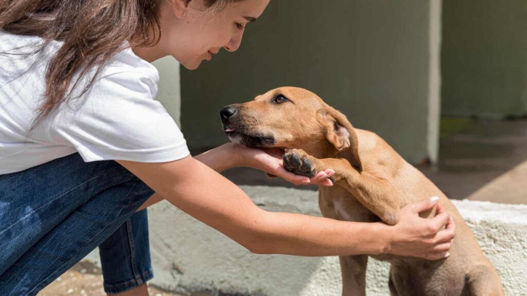 Associação portuguesa resgata cães para ajudarem pessoas com diabetes