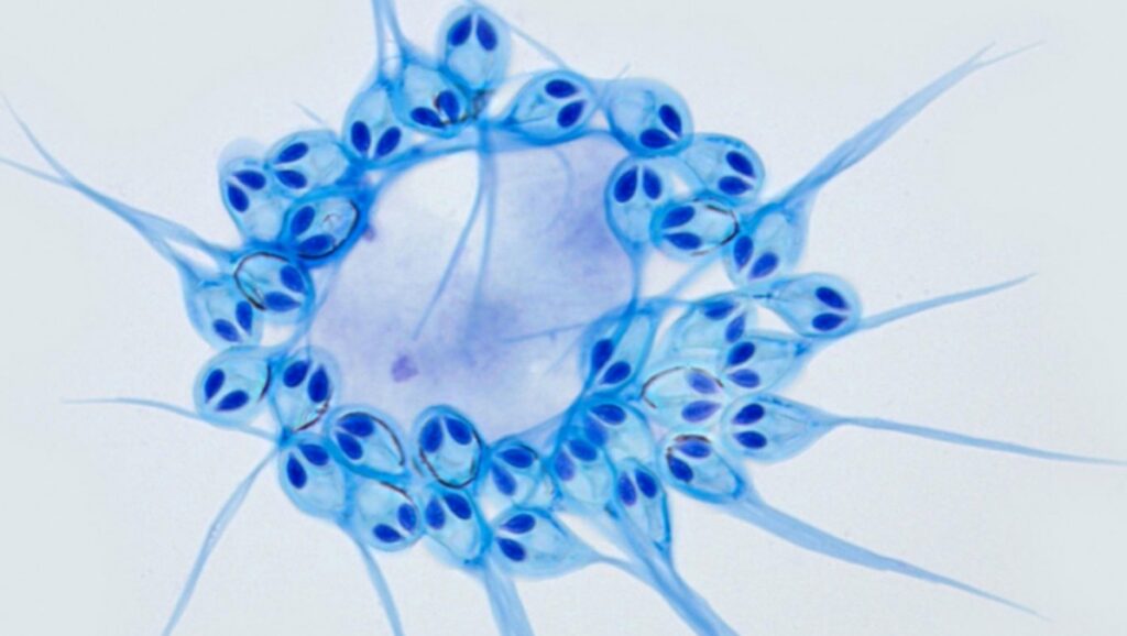 Cientistas descobrem animal capaz de sobreviver sem oxigénio