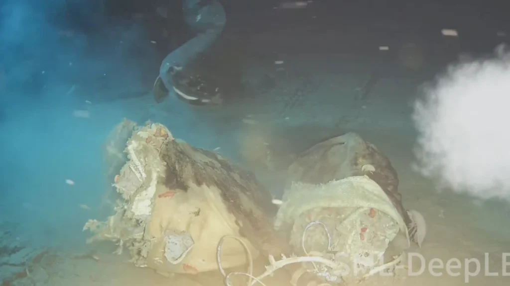 Lançaram uma vaca ao fundo do mar e o que apareceu surpreendeu até os cientistas