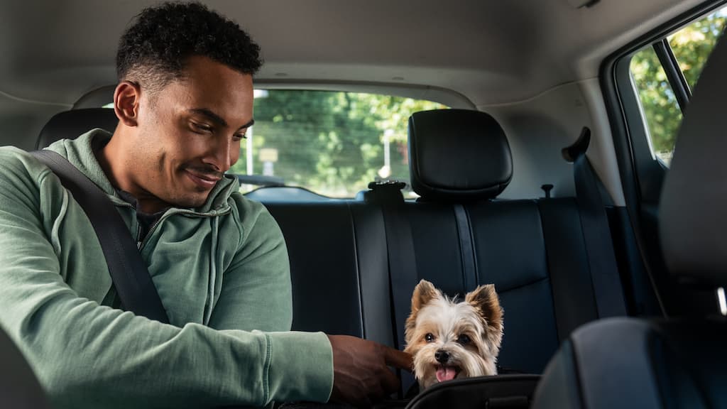 Pode transportar os seus animais de estimação no carro?