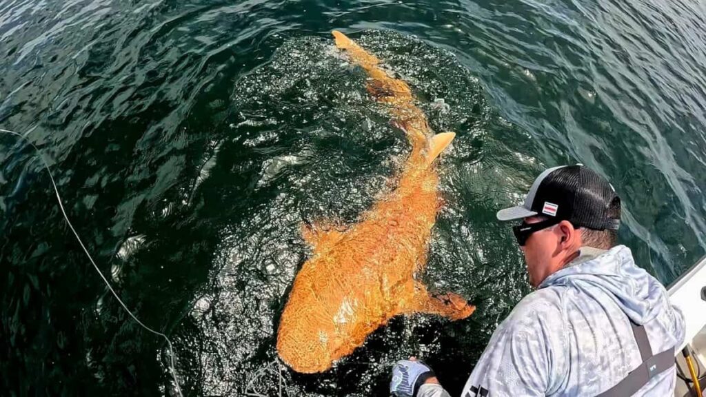 Tubarão laranja surpreendeu pescadores: uma combinação genética extremamente rara