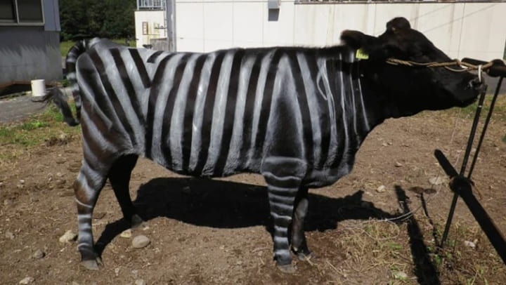 Porque cientistas pintaram vacas com riscas de zebra?