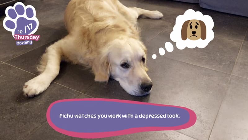 Golden Retriever Simple Life, para quem gosta de animais
