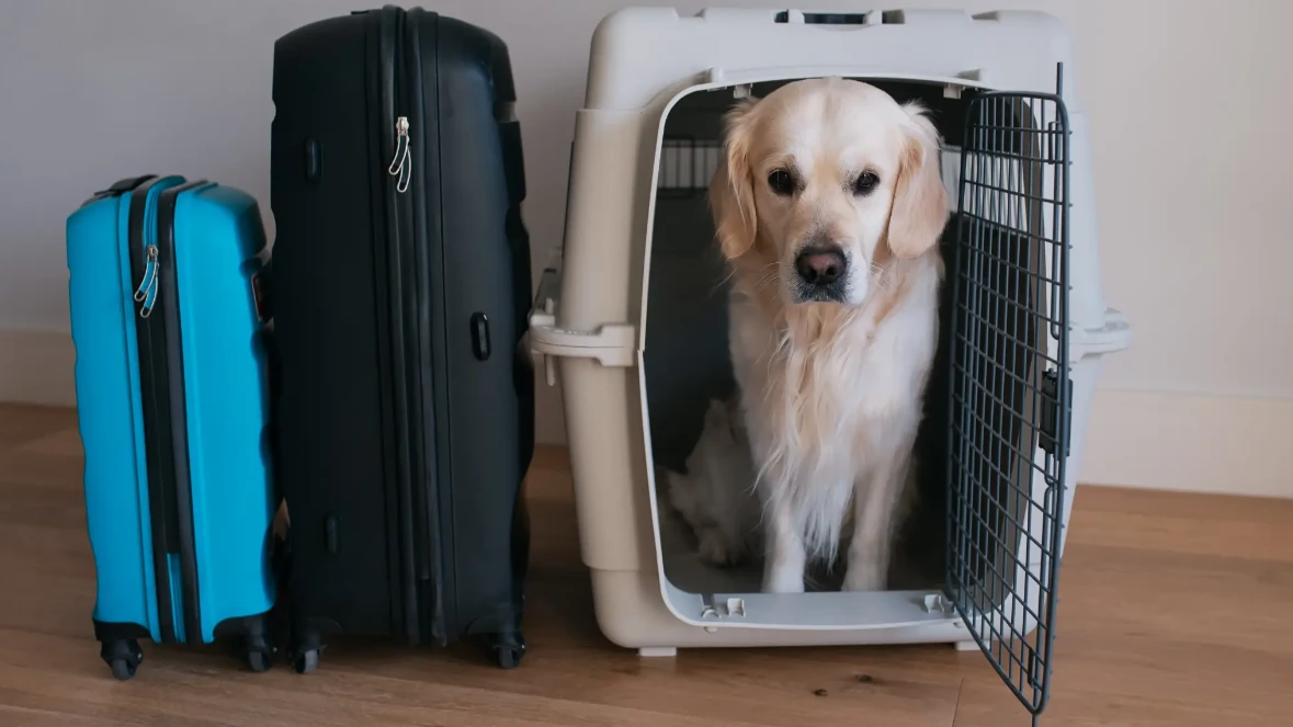 Tribunal Europeu: cães e gatos podem ser considerados “bagagem” nos voo internacionais
